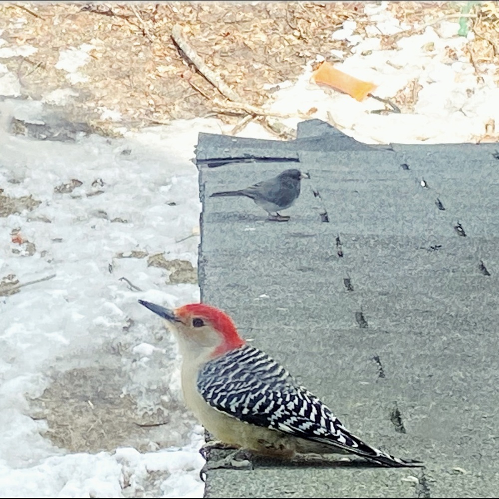 Meet your Posher, Sharon